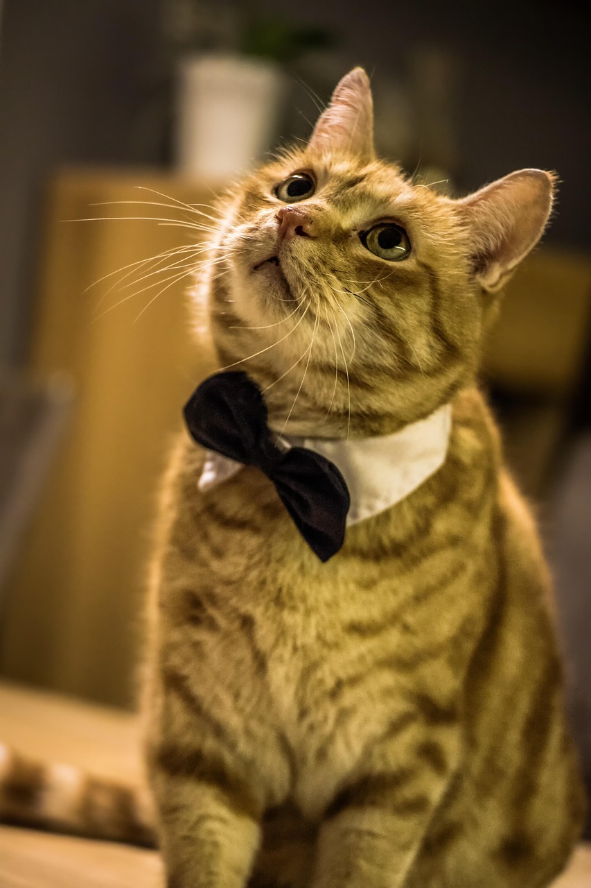 cat, puss, domestic animal, nature, young cat, wildcat, pet, cat child, animal, mackerel, cat eyes, domestic cat, cat face, elegant, curious, lucky cat, tricolor, kitten, tiger cat, tabby cat, head, animal portrait